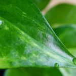 dew falls off pure and clean