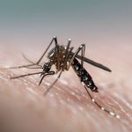Dengue fever Mosquito
